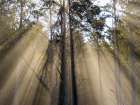 Washington State, USA. Olympic National Park, Rialto Beach, sunrays through trees in fog. Art Print